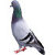 piccione-macchina-spiumatrice